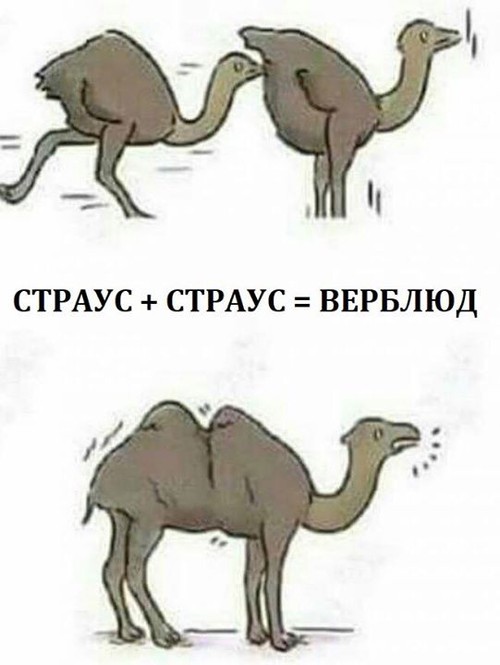страус + страус = верблюд