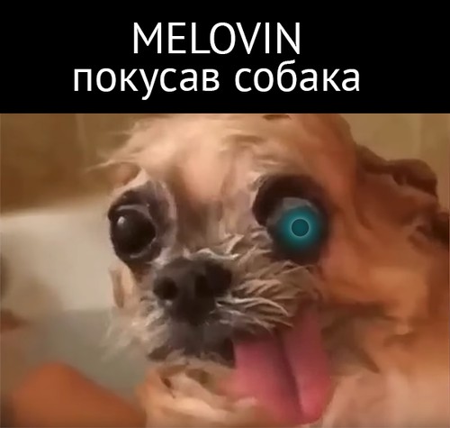 Melovin покусав собака