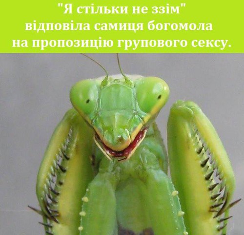 «Я стільки не ззім» відповіла самиця богомола на пропозицію групового сексу.