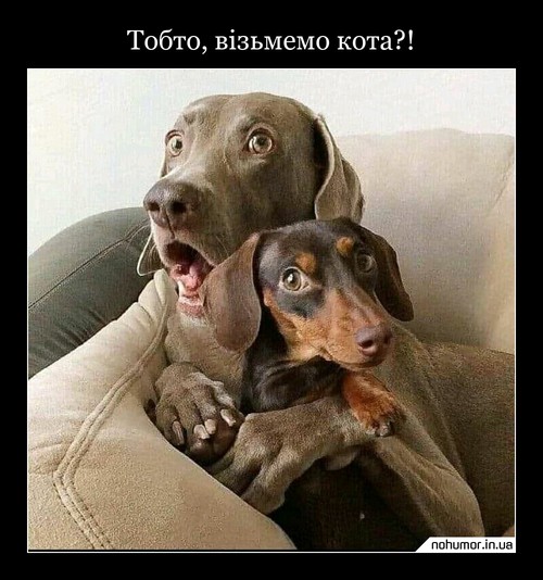 Тобто, візьмемо кота?!