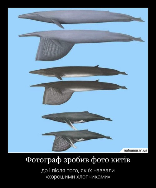 Фотограф зробив фото китів
до і після того, як їх назвали «хорошими хлопчиками»