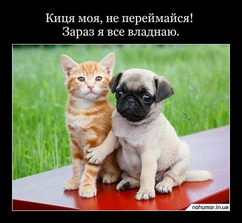 Киця моя, не переймайся! Зараз я все владнаю.