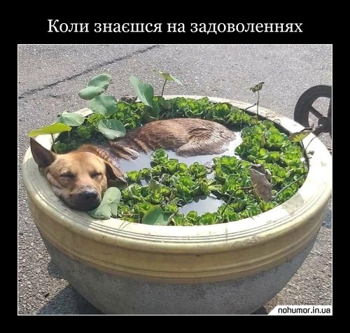 Коли знаєшся на задоволеннях