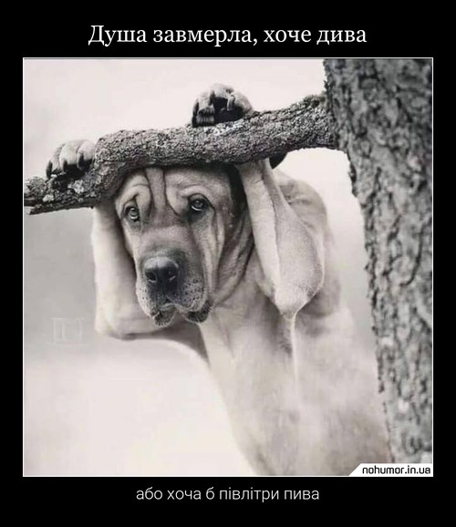 Душа завмерла, хоче дива
або хоча б півлітри пива