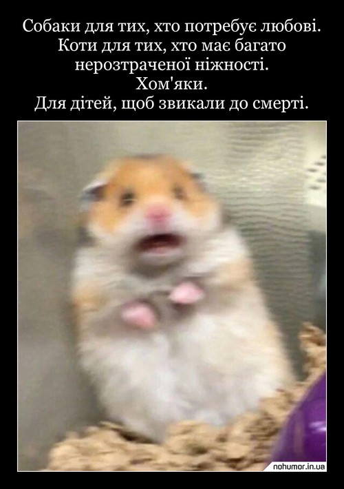 Собаки для тих, хто потребує любові. Коти для тих, хто має багато нерозтраченої ніжності. Хом'яки. Для дітей, щоб звикали до смерті.