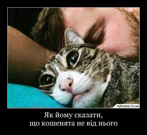 Як йому сказати, що кошенята не від нього