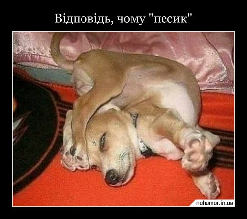 Відповідь, чому 'песик'