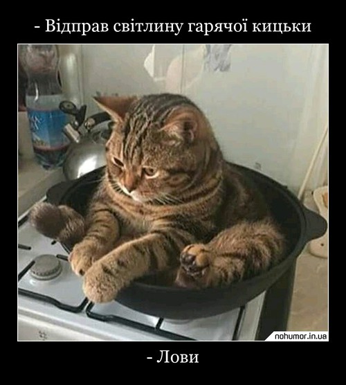 - Відправ світлину гарячої кицьки
- Лови