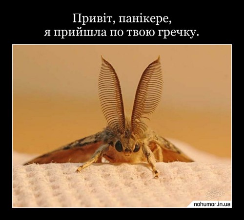Привіт, панікере, я прийшла по твою гречку.
