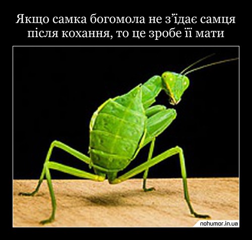 Якщо самка богомола не з’їдає самця після кохання, то це зробе її мати