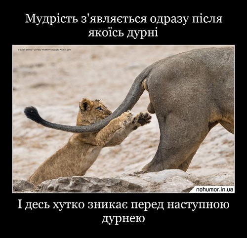 Мудрість з'являється одразу після якоїсь дурні
І десь хутко зникає перед наступною дурнею