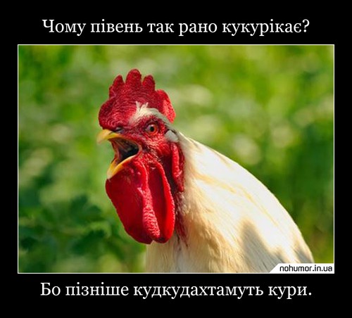 Чому півень так рано кукурікає?
Бо пізніше кудкудахтамуть кури.