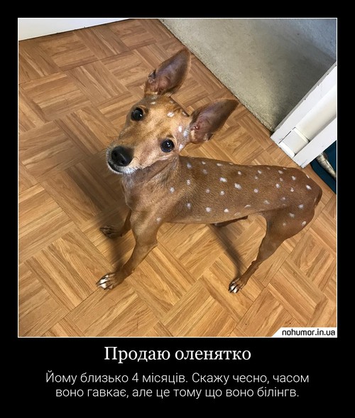 Продаю оленятко
Йому близько 4 місяців. Скажу чесно, часом воно гавкає, але це тому що воно білінгв.