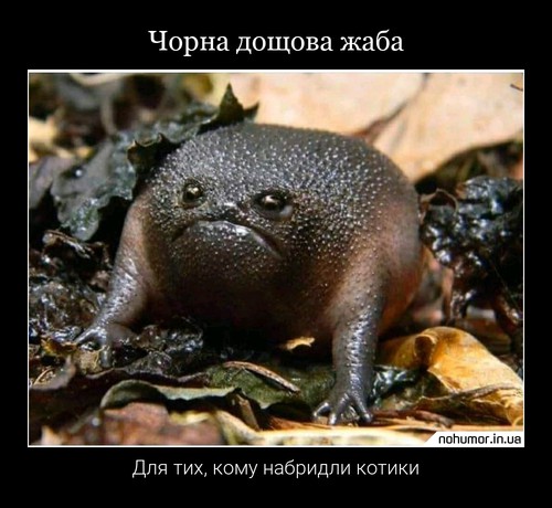 Чорна дощова жаба
Для тих, кому набридли котики
