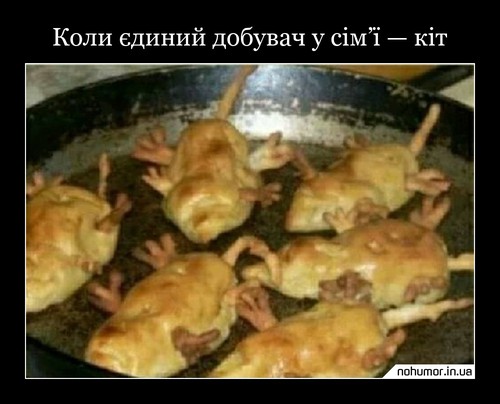 Коли єдиний добувач у сім’ї — кіт