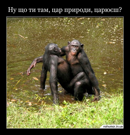 Ну що ти там, цар природи, царюєш?