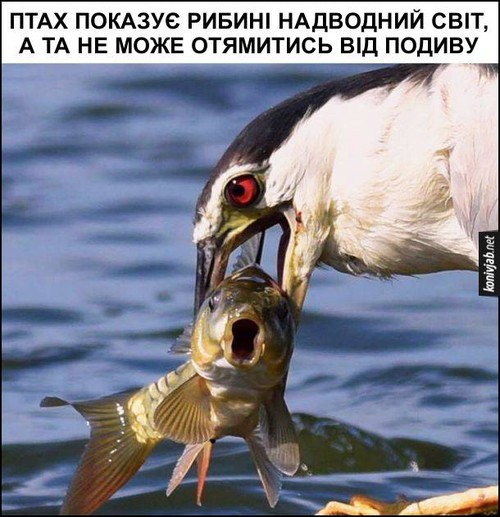 Птах показує рибині надводний світ, а та не може отямитись від подиву