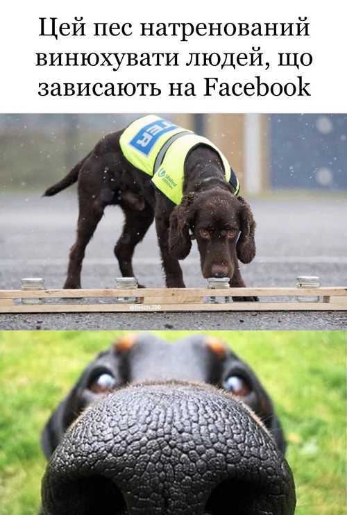 Цей пес натренований винюхувати людей, що зависають на Facebook