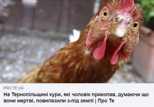 PRO.TE.UA На Тернопільщині кури, які чоловік прикопав, думаючи, що вони мертві, повилазили з-під землі | Про Те
