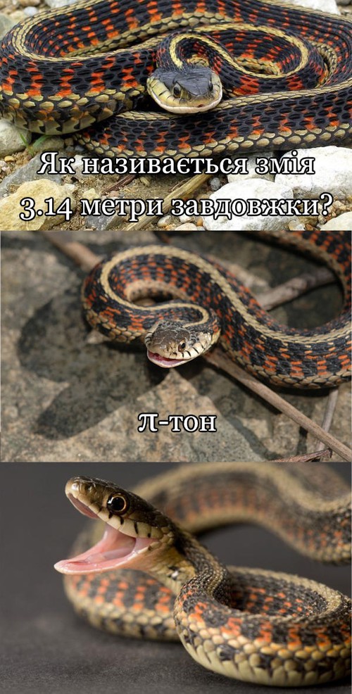 — Як називається змія 3.14 метри завдовжки? — Пі-тон. — ... :)